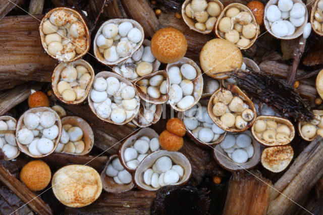 Geel nestzwammetje (Crucibulum crucibuliforme)