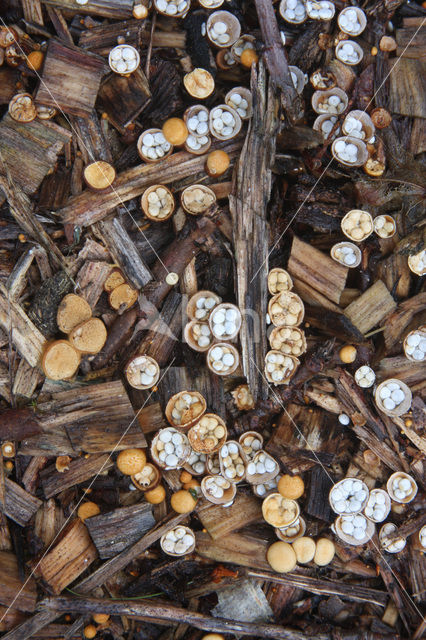 Geel nestzwammetje (Crucibulum crucibuliforme)