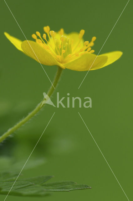 Gele anemoon (Anemone ranunculoides)