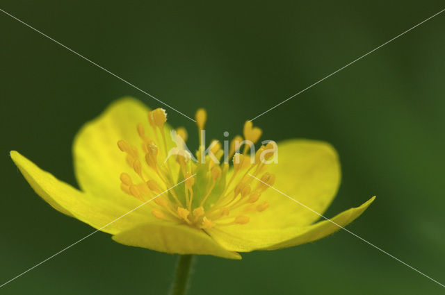 Gele anemoon (Anemone ranunculoides)