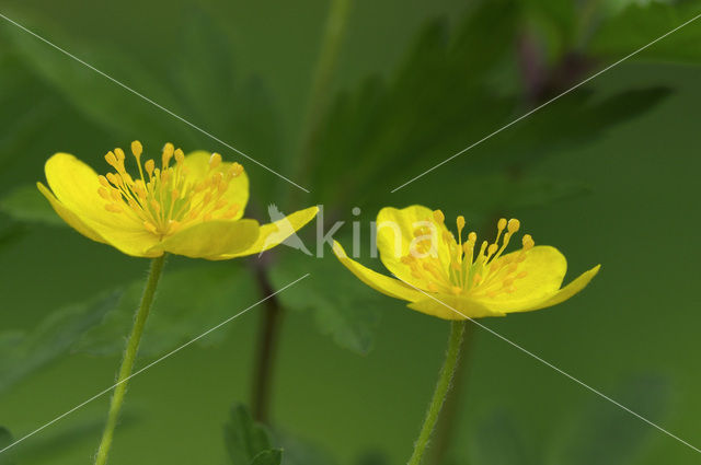 Gele anemoon (Anemone ranunculoides)