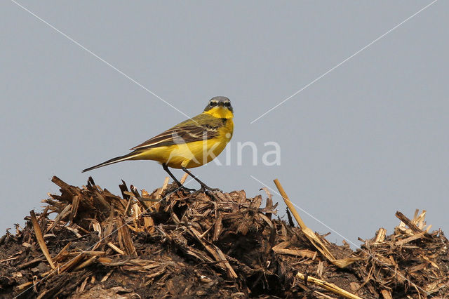 Gele Kwikstaart (Motacilla flava)