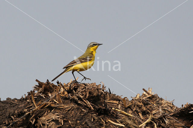 Gele Kwikstaart (Motacilla flava)