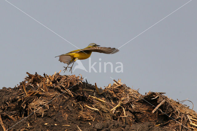 Gele Kwikstaart (Motacilla flava)