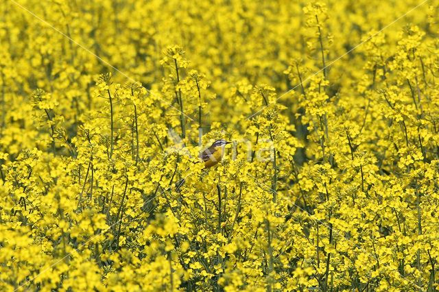 Gele Kwikstaart (Motacilla flava)