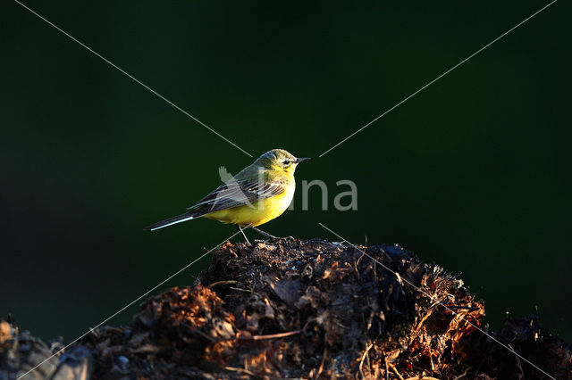 Gele Kwikstaart (Motacilla flava)