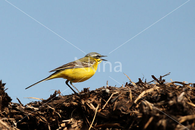 Gele Kwikstaart (Motacilla flava)