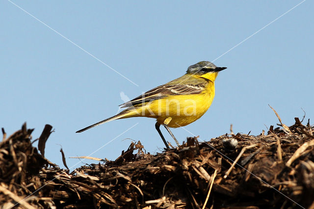 Gele Kwikstaart (Motacilla flava)