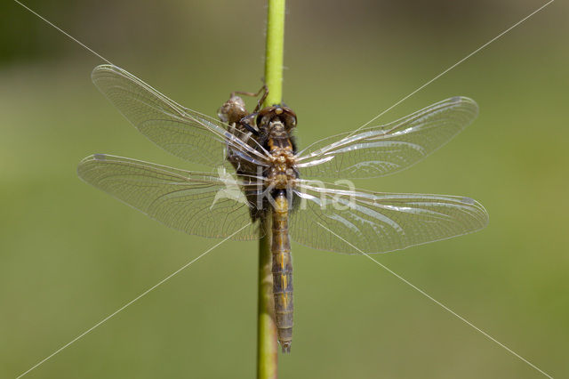 Gevlekte witsnuitlibel (Leucorrhinia pectoralis)