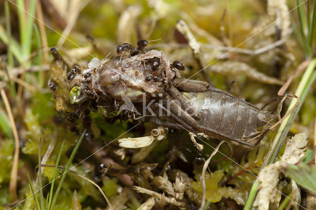 Gevlekte witsnuitlibel (Leucorrhinia pectoralis)