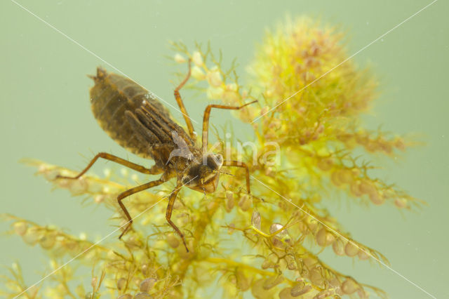 Gevlekte witsnuitlibel (Leucorrhinia pectoralis)