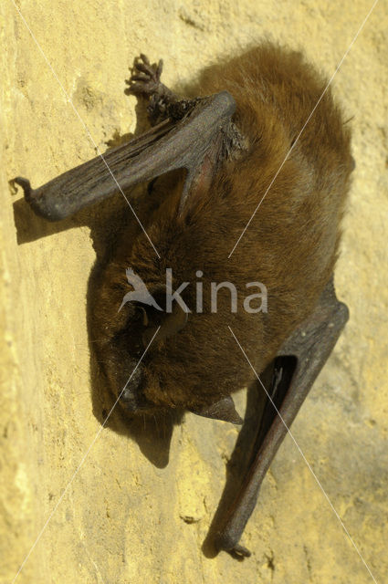 Gewone dwergvleermuis (Pipistrellus pipistrellus)