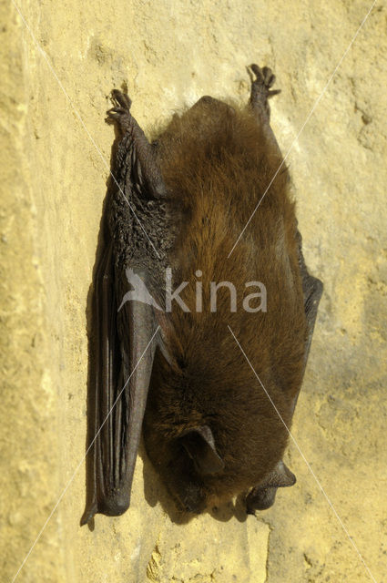 Gewone dwergvleermuis (Pipistrellus pipistrellus)