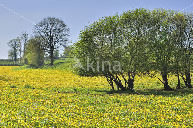 Gewone paardenbloem (Taraxacum officinale)