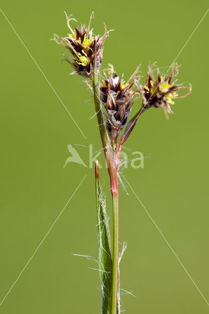 Field Woodrush (Luzula campestris)