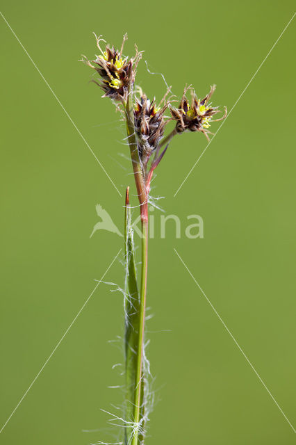 Gewone veldbies (Luzula campestris)