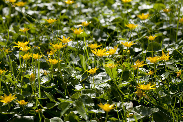 Gewoon speenkruid (Ranunculus ficaria subsp. bulbilifer)