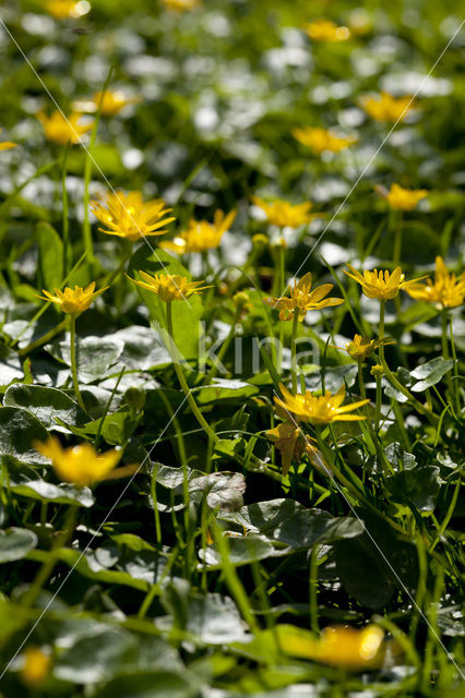 Gewoon speenkruid (Ranunculus ficaria subsp. bulbilifer)