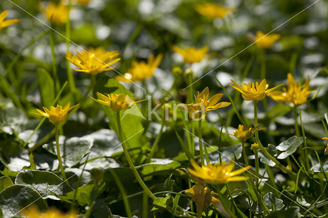 Gewoon speenkruid (Ranunculus ficaria subsp. bulbilifer)