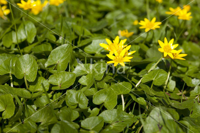 Gewoon speenkruid (Ranunculus ficaria subsp. bulbilifer)