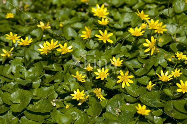 Gewoon speenkruid (Ranunculus ficaria subsp. bulbilifer)