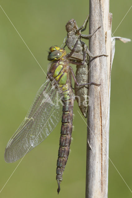 Glassnijder (Brachytron pratense)