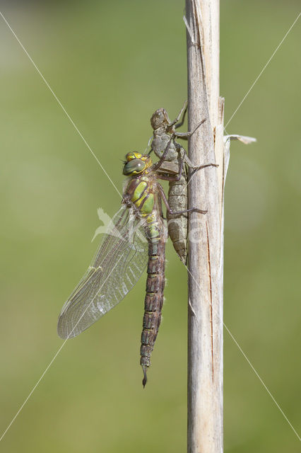 Glassnijder (Brachytron pratense)