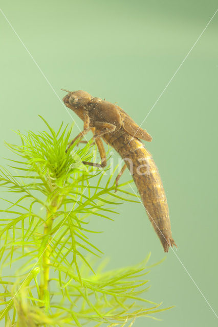 Glassnijder (Brachytron pratense)