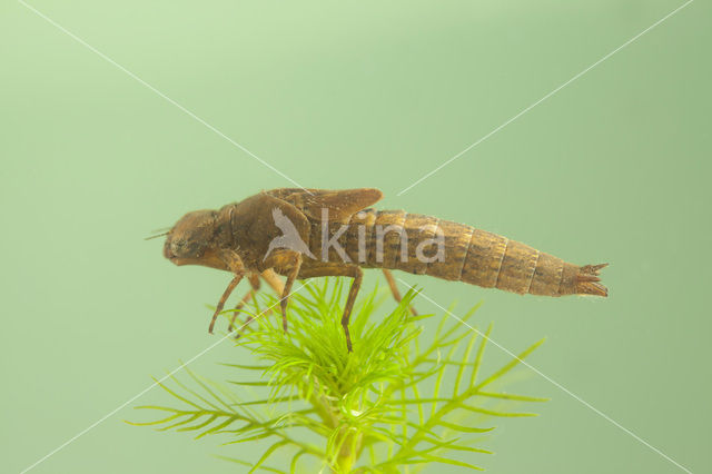 Glassnijder (Brachytron pratense)