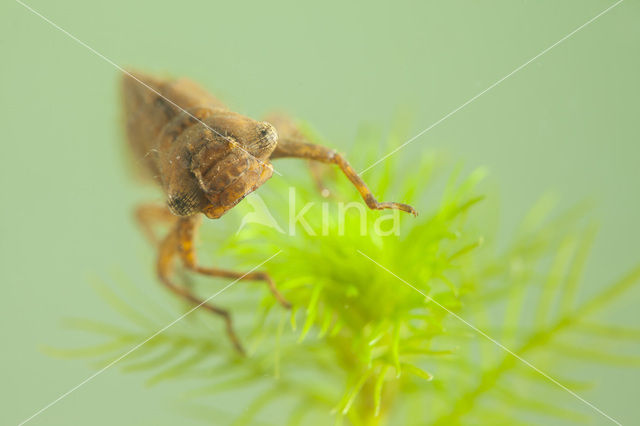 Glassnijder (Brachytron pratense)