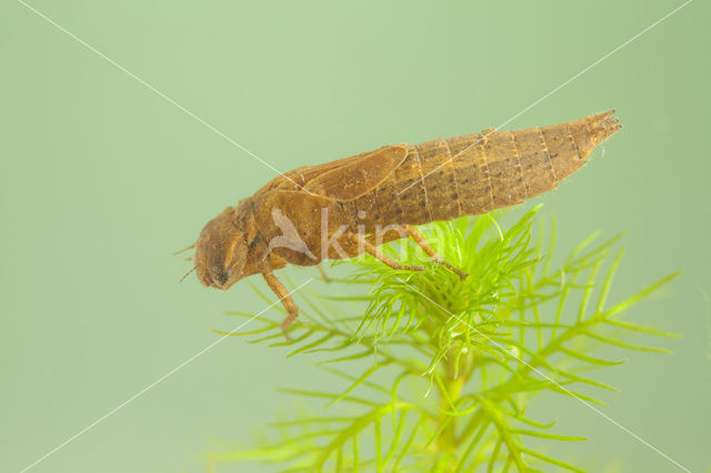 Glassnijder (Brachytron pratense)