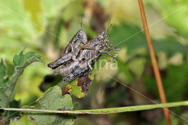 Grasshopper (Pezotettix giornae)