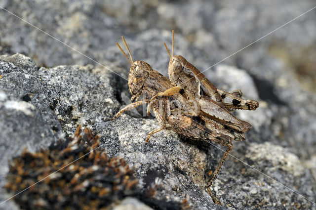 Grasshopper (Pezotettix giornae)