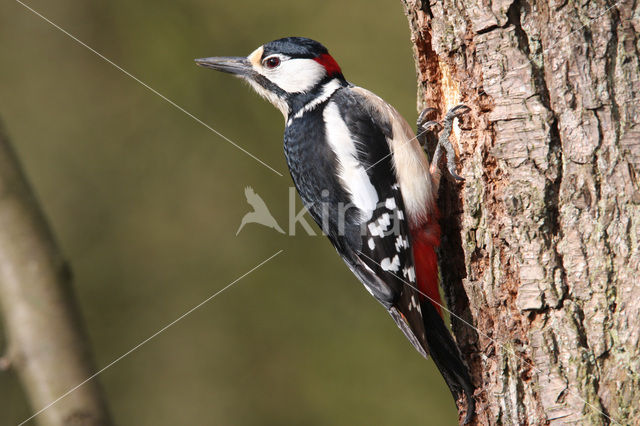 Grote Bonte Specht (Dendrocopos major)