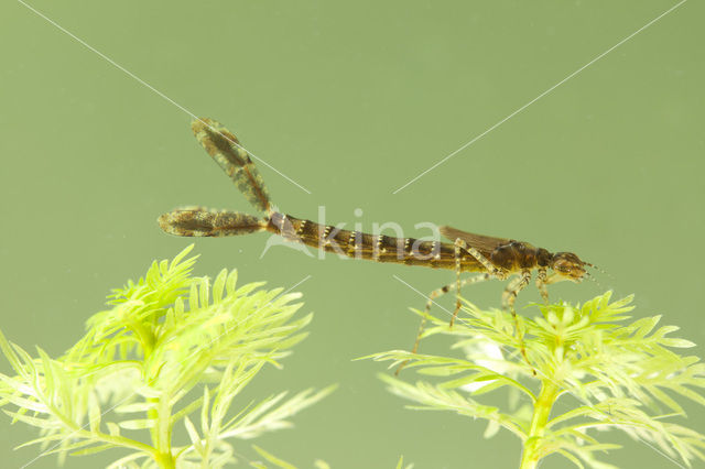 Grote roodoogjuffer (Erythromma najas)