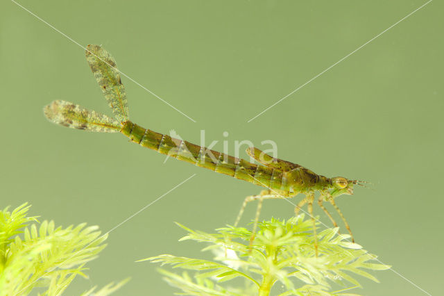 Grote roodoogjuffer (Erythromma najas)