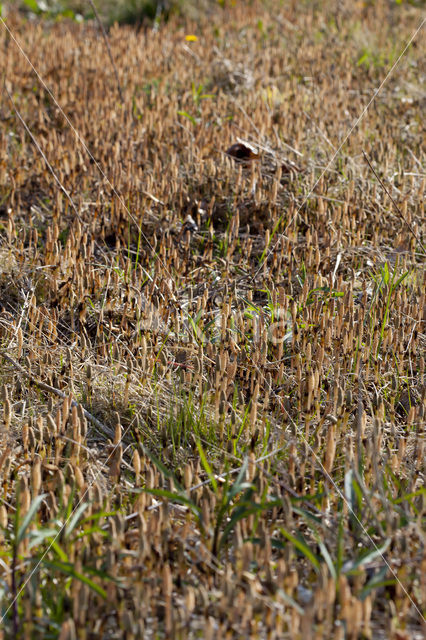 Heermoes (Equisetum arvense)