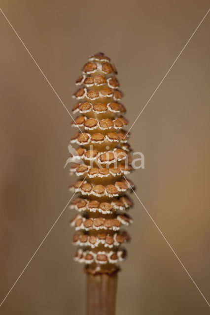 Heermoes (Equisetum arvense)