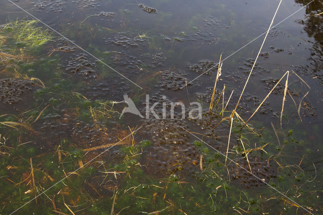 Heikikker (Rana arvalis)