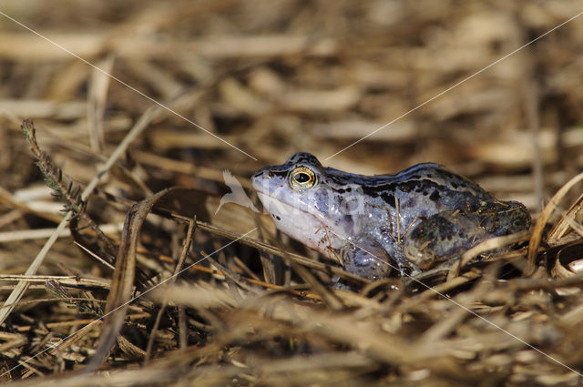 Heikikker (Rana arvalis)