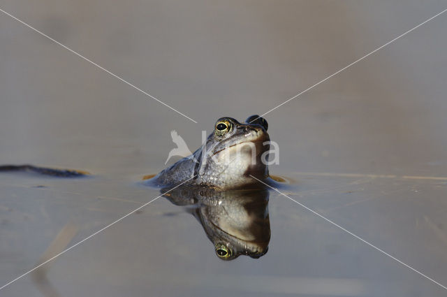 Heikikker (Rana arvalis)