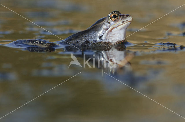 Heikikker (Rana arvalis)