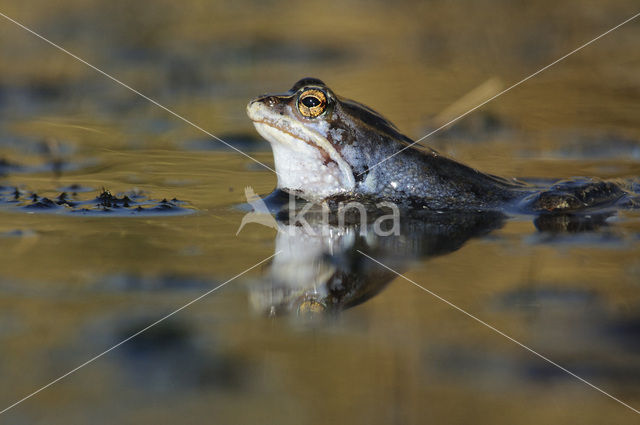 Heikikker (Rana arvalis)