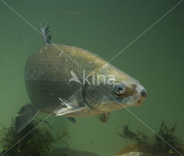 Houting (Coregonus maraena)