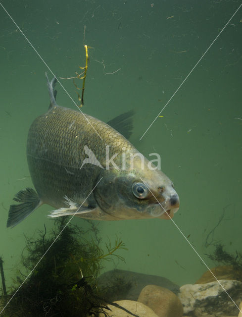 Houting (Coregonus maraena)