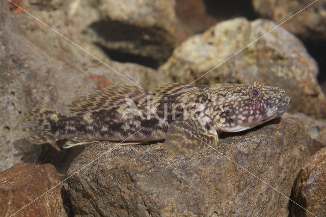 Kessler’s Grondel (Neogobius kessleri)