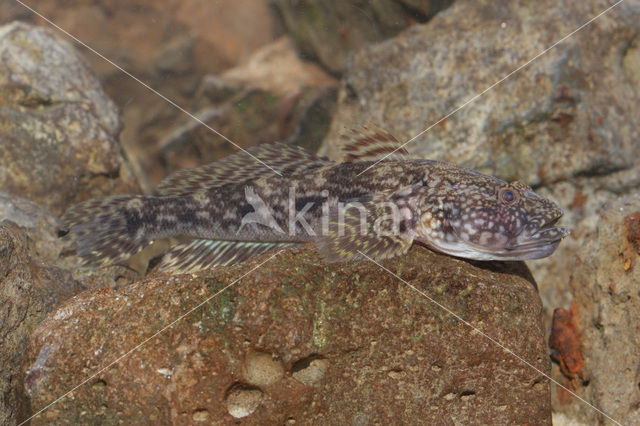 Kessler’s Grondel (Neogobius kessleri)