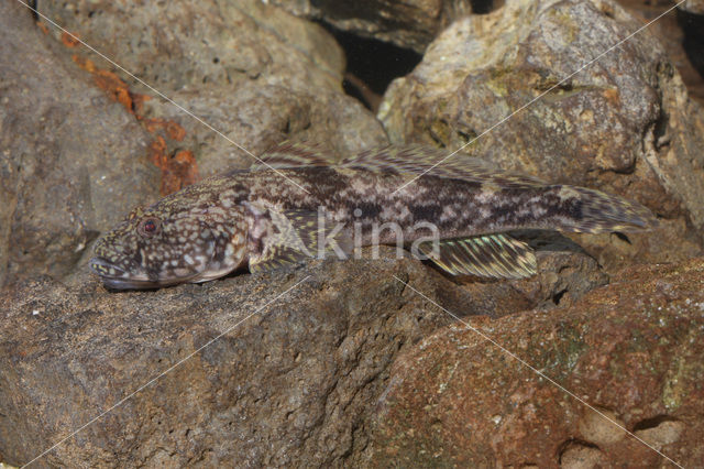 Kessler’s Grondel (Neogobius kessleri)