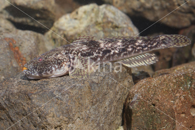 Kessler’s Grondel (Neogobius kessleri)