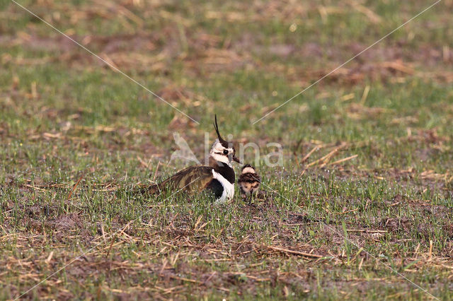 Kievit (Vanellus vanellus)